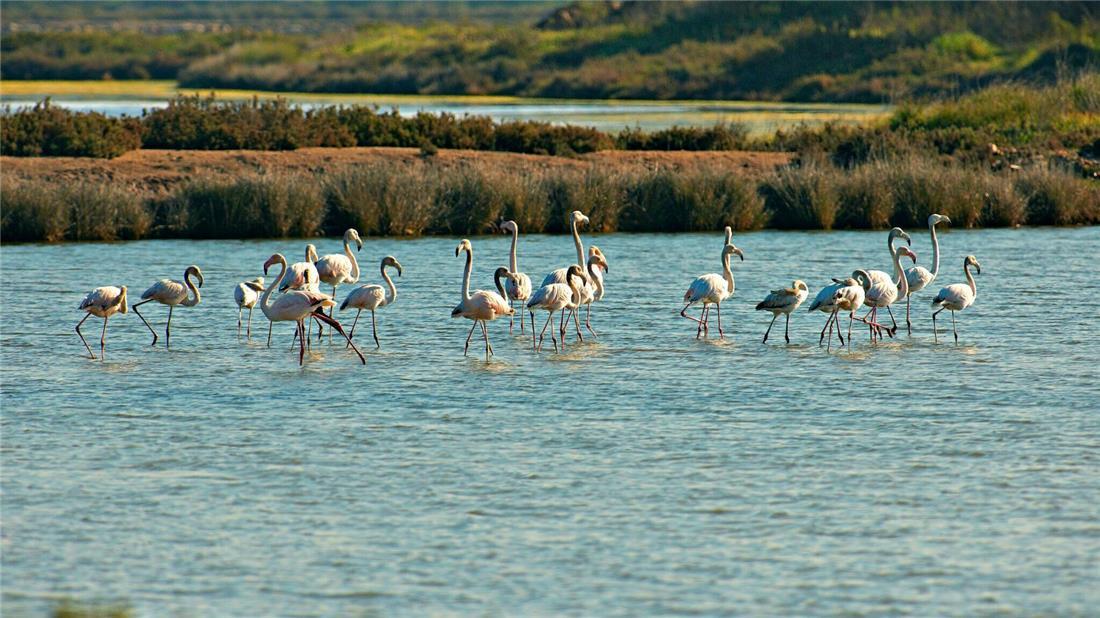 Castro Marim and Vila Real de Santo Antonio Natural Reserve - 1