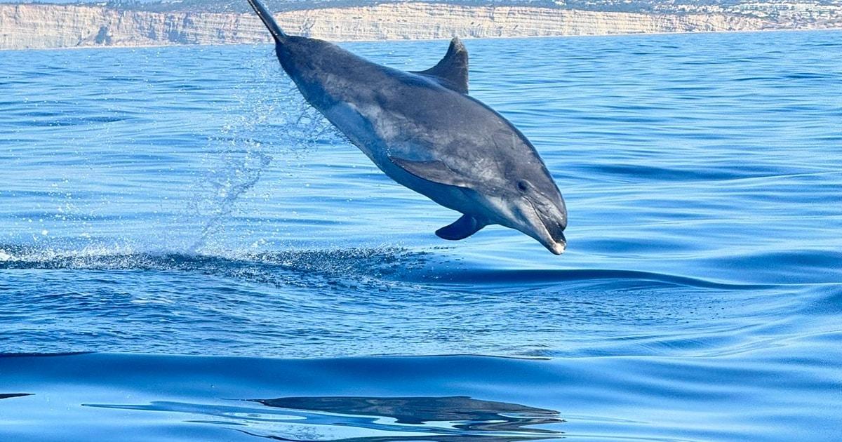 Lagoa: Dolphins Expedition with biologist guide on board