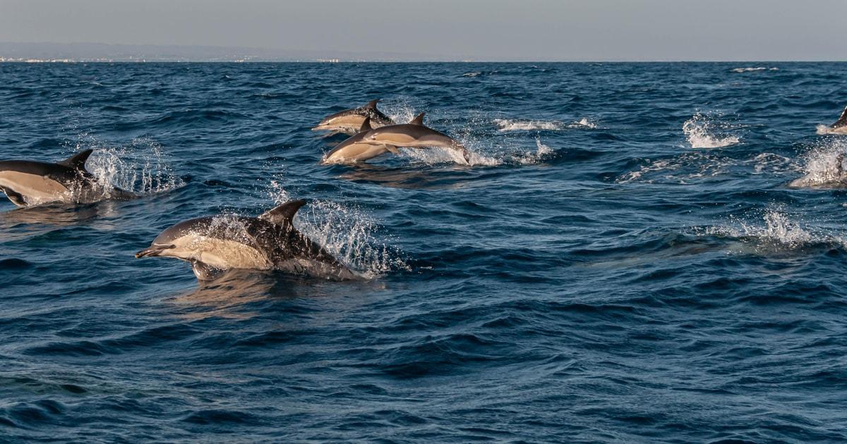 (Small Group) Dolphin & Marine Wildlife Watching Tour